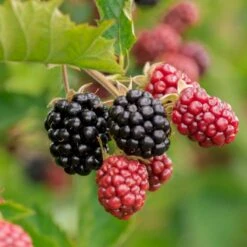 Brombær 'Chester Thornless' Rubus Fruticosus 'Chester Thornless' Potte 2,0 Liter,- Opbundet -Montoz Butik p37467 50648 rubus fruticosus chester thornless eb08