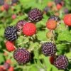 Sommer Hindbær 'Glen Coe'® Rubus Idaeus 'Glen Coe'® Potte 2,0 Liter,- Opbundet -Montoz Butik p37472 50664 rubus idaeus glen coe 7c08