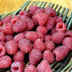 Efterårs Hindbær 'Heritage' Rubus Idaeus 'Heritage' Potte 3,0 Liter,- Opbundet
