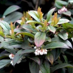 Storfrugtet Tranebær 'Cranberry' Vaccinium Macrocarpon 'Cranberry' Potte 2,0 Liter,- Opbundet 5 Storfrugtet Tranebær 'Cranberry' Vaccinium Macrocarpon 'Cranberry' Potte 2,0 Liter,- Opbundet -Montoz Butik p37477 48904 vaccinium macrocarpon cranberry ed10