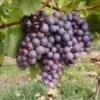 Vin 'Erdbeertraube' Vitis Vinifera 'Erdbeertraube' Potte 3,0 Liter,- Opbundet 80-100 Cm. -Montoz Butik p37482 50689 vitis vinifera erdbeertraube 1e47