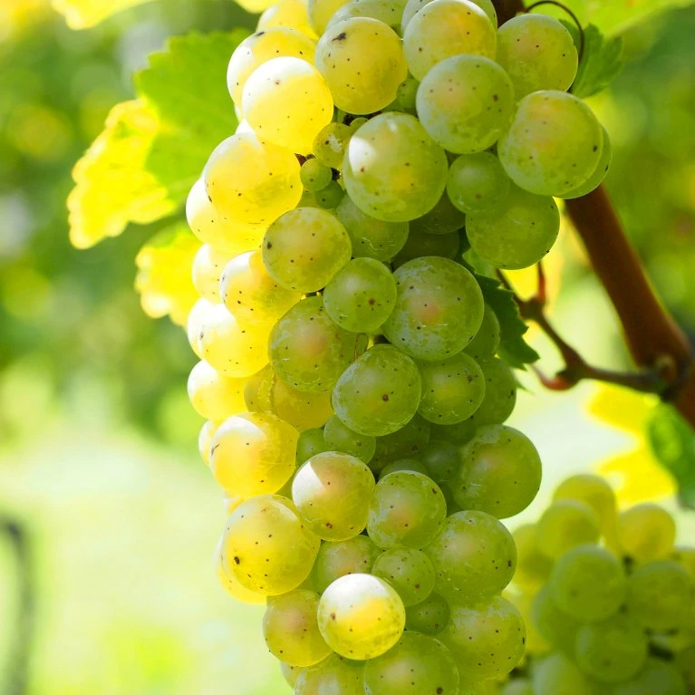 Vin 'Millenium' Vitis Vinifera 'Millenium' Potte 3,0 Liter,- Opbundet 80-100 Cm. 4 Vin 'Millenium' Vitis Vinifera 'Millenium' Potte 3,0 Liter,- Opbundet 80-100 Cm. - Billede 2