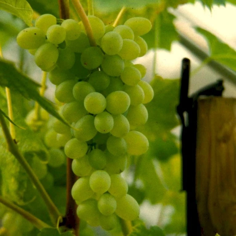 Vin 'Muskateller' Vitis Vinifera 'Muskateller' Potte 3,0 Liter,- Opbundet 80-100 Cm. 3 Vin 'Muskateller' Vitis Vinifera 'Muskateller' Potte 3,0 Liter,- Opbundet 80-100 Cm.