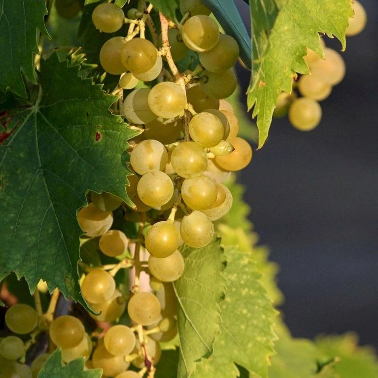 Vin 'Muskateller' Vitis Vinifera 'Muskateller' Potte 3,0 Liter,- Opbundet 80-100 Cm. 4 Vin 'Muskateller' Vitis Vinifera 'Muskateller' Potte 3,0 Liter,- Opbundet 80-100 Cm. - Billede 2