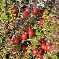 Vild Tranebær Vaccinium Oxycoccus 10 Cm. Potte -Montoz Butik p37595 50857 vaccinium oxycoccus 05ca