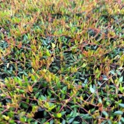 Vild Tranebær Vaccinium Oxycoccus 10 Cm. Potte -Montoz Butik p37595 51183 vaccinium oxycoccus 5151