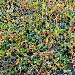 Vild Tranebær Vaccinium Oxycoccus 10 Cm. Potte -Montoz Butik p37595 51184 vaccinium oxycoccus 4eb3