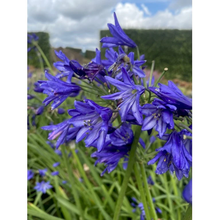 Skærmlilje 'Northern Star' Agapanthus Hybrid 'Northern Star' 2 Liter Potte 3 Skærmlilje 'Northern Star' Agapanthus Hybrid 'Northern Star' 2 Liter Potte