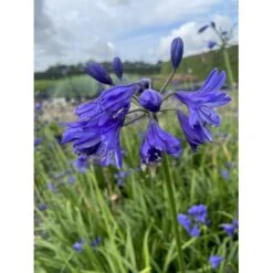 Skærmlilje 'Northern Star' Agapanthus Hybrid 'Northern Star' 2 Liter Potte 7 Skærmlilje 'Northern Star' Agapanthus Hybrid 'Northern Star' 2 Liter Potte -Montoz Butik p37599 50973 agapanthus northern star 27f7