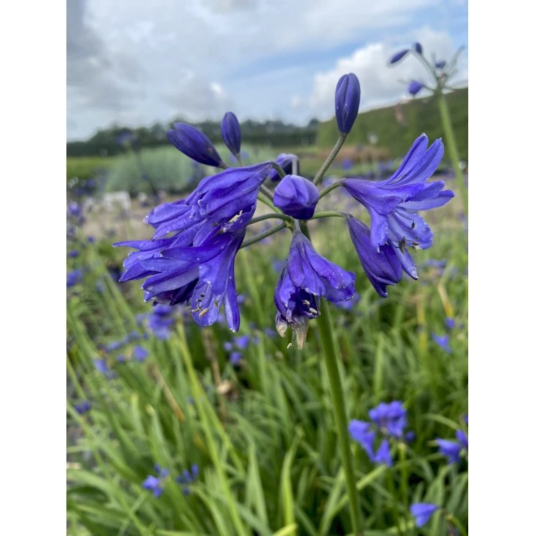 Skærmlilje 'Northern Star' Agapanthus Hybrid 'Northern Star' 2 Liter Potte 5 Skærmlilje 'Northern Star' Agapanthus Hybrid 'Northern Star' 2 Liter Potte - Billede 3