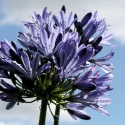 Skærmlilje 'Black Buddhist' Agapanthus Hybrid 'Black Buddhist' 2 Liter Potte -Montoz Butik p37600 50976 agapanthus hybrid black buddhist aa23