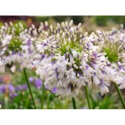 Skærmlilje 'Fireworks' Agapanthus Hybrid 'Fireworks' 2 Liter Potte
