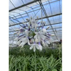 Skærmlilje 'Fireworks' Agapanthus Hybrid 'Fireworks' 2 Liter Potte -Montoz Butik p37601 50978 agapanthus hybrid fireworks ee5d