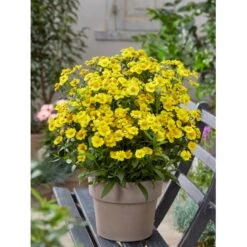 Solbrud 'Lemon Sundae' Helenium 'Lemon Sundae' 1 Liter Potte -Montoz Butik p37684 52583 helenium lemon sundae cd51