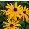 Gul Solhat 'American Goldrush' Rudbeckia Fulgida 'American Goldrush' 1 Liter Potte -Montoz Butik p37685 52625 rudbeckia fulgida american goldrush c46c