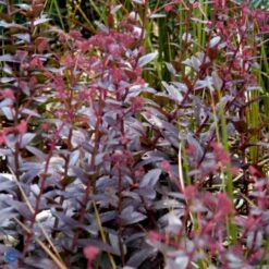 Sankthansurt 'Chocolate Cherry' Sedum 'Chocolate Cherry' 1 Liter Potte -Montoz Butik p37695 53951 sedum chocolate cherry 527e