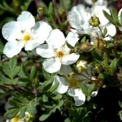 Hvid Buskpotentil 'Abbotswood' Potentilla Fruticosa 'Abbotswood' Plug + 2 års, 30-50 Cm. -Montoz Butik p3969 54081 potentilla fruticosa abbotswood dd0b