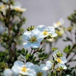 Hvid Buskpotentil 'Abbotswood' Potentilla Fruticosa 'Abbotswood' Plug + 2 års, 30-50 Cm. -Montoz Butik p3969 54082 potentilla fruticosa abbotswood 7d58
