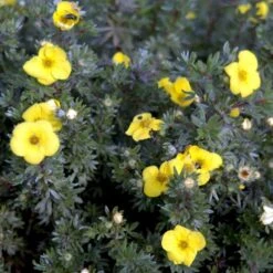Gul Lav Buskpotentil 'Kobold' Potentilla Fruticosa 'Kobold' Plug + 2 år, 15-30 Cm. -Montoz Butik p3970 54090 potentilla fruticosa kobold fe32