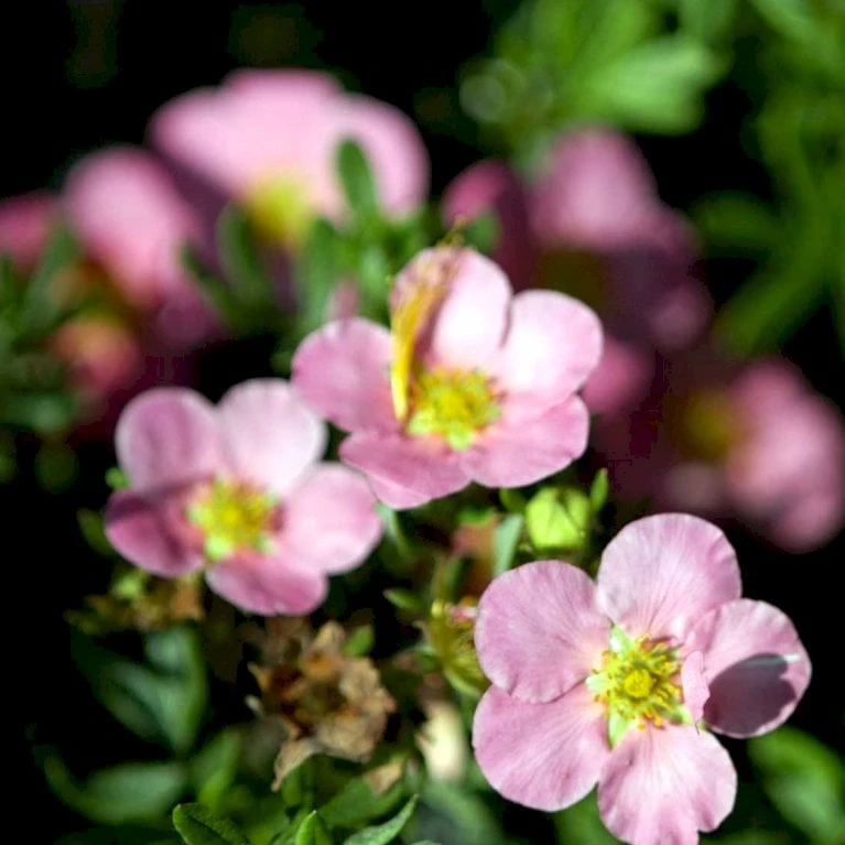 Pink Buskpotentil 'Lovely Pink' Potentilla Fruticosa 'Lovely Pink' Plug + 2 års, 20-40 Cm. 3 Pink Buskpotentil 'Lovely Pink' Potentilla Fruticosa 'Lovely Pink' Plug + 2 års, 20-40 Cm.