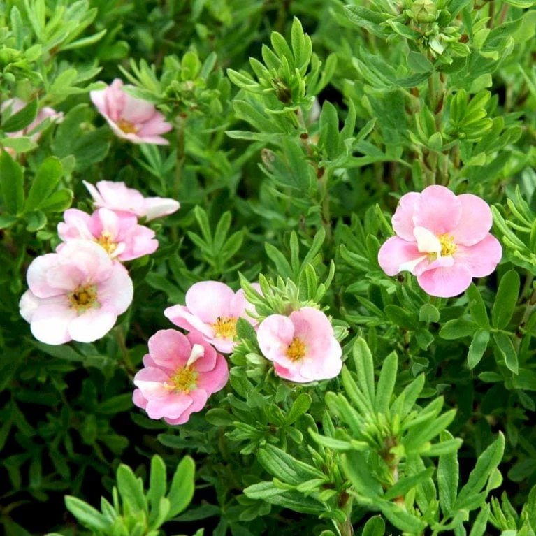Pink Buskpotentil 'Lovely Pink' Potentilla Fruticosa 'Lovely Pink' Plug + 2 års, 20-40 Cm. 4 Pink Buskpotentil 'Lovely Pink' Potentilla Fruticosa 'Lovely Pink' Plug + 2 års, 20-40 Cm. - Billede 2