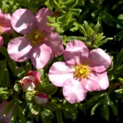 Pink Buskpotentil 'Lovely Pink' Potentilla Fruticosa 'Lovely Pink' Plug + 2 års, 20-40 Cm. 14 Pink Buskpotentil 'Lovely Pink' Potentilla Fruticosa 'Lovely Pink' Plug + 2 års, 20-40 Cm. -Montoz Butik p3971 54093 potentilla fruticosa lovely pink 8fdc