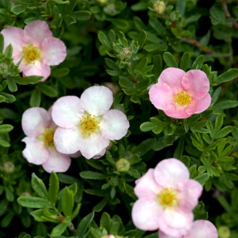 Pink Buskpotentil 'Lovely Pink' Potentilla Fruticosa 'Lovely Pink' Plug + 2 års, 20-40 Cm. 6 Pink Buskpotentil 'Lovely Pink' Potentilla Fruticosa 'Lovely Pink' Plug + 2 års, 20-40 Cm. - Billede 4