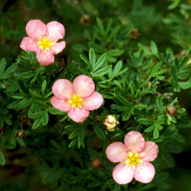 Pink Buskpotentil 'Lovely Pink' Potentilla Fruticosa 'Lovely Pink' Plug + 2 års, 20-40 Cm. 7 Pink Buskpotentil 'Lovely Pink' Potentilla Fruticosa 'Lovely Pink' Plug + 2 års, 20-40 Cm. - Billede 5