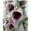 Fingerbøl 'Pam's Choice' Digitalis Purpurea 'pam'S Choice' 1 Liter Potte 1 Fingerbøl 'Pam's Choice' Digitalis Purpurea 'pam'S Choice' 1 Liter Potte -Montoz Butik p4096 21430 digitalis purpurea pam s choice 4813