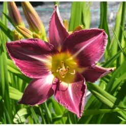 Daglilje 'Bela Lugosi' Hemerocallis 'Bela Lugosi' Potte 2 Liter.