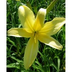 Daglilje 'Vespers' Hemerocallis 'Vespers' 1 Liter Potte