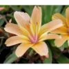 Lewisia 'Little Peach' Lewisia Longipetala 'Little Peach' 10 Cm. Potte