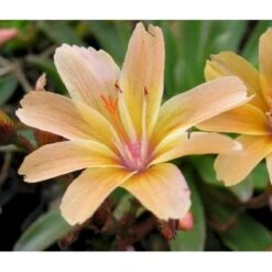 Lewisia 'Little Peach' Lewisia Longipetala 'Little Peach' 10 Cm. Potte