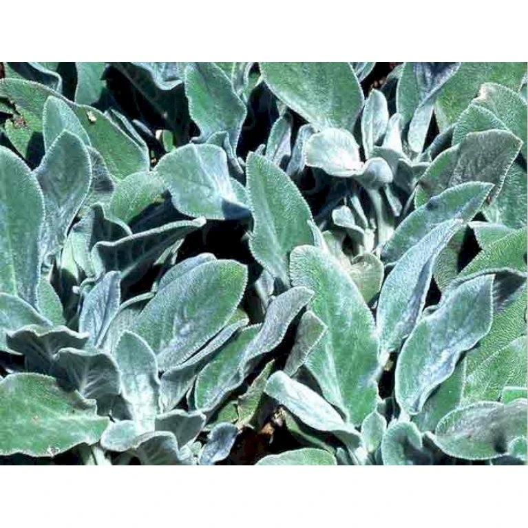 Storbladet Lammeøre 'Big Ears' Stachys Byzantina 'Big Ears' 1 Liter Potte 3 Storbladet Lammeøre 'Big Ears' Stachys Byzantina 'Big Ears' 1 Liter Potte