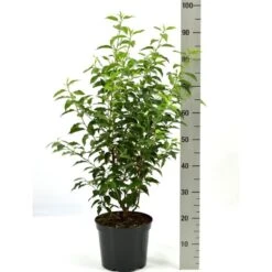 Portugisisk Laurbærkirsebær Prunus Lusitanica 'Angustifolia' Potte 5,0 Liter,- 60-80 Cm.