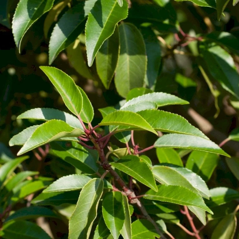 Portugisisk Laurbærkirsebær Prunus Lusitanica 'Angustifolia' Potte 5,0 Liter,- 60-80 Cm. 6 Portugisisk Laurbærkirsebær Prunus Lusitanica 'Angustifolia' Potte 5,0 Liter,- 60-80 Cm. - Billede 4