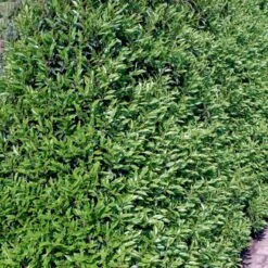 Portugisisk Laurbærkirsebær Prunus Lusitanica 'Angustifolia' Potte 5,0 Liter,- 60-80 Cm. 14 Portugisisk Laurbærkirsebær Prunus Lusitanica 'Angustifolia' Potte 5,0 Liter,- 60-80 Cm. -Montoz Butik p4217 52814 prunus lusitanica angustifolia 66e8