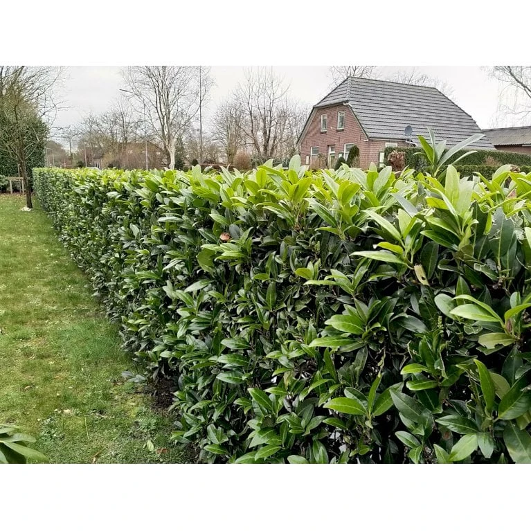 Kirsebærlaurbær 'Caucasica' Prunus Laurocerasus 'Caucasica' Med Klump,- 125-150 Cm. 3 Kirsebærlaurbær 'Caucasica' Prunus Laurocerasus 'Caucasica' Med Klump,- 125-150 Cm.