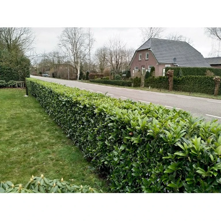 Kirsebærlaurbær 'Caucasica' Prunus Laurocerasus 'Caucasica' Med Klump,- 125-150 Cm. 4 Kirsebærlaurbær 'Caucasica' Prunus Laurocerasus 'Caucasica' Med Klump,- 125-150 Cm. - Billede 2