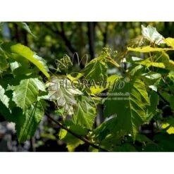 Ildløn Til Hæk Acer Ginnala 5 Liter Potte -Montoz Butik p4554 5796 acer ginnala d5cb