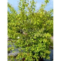 Ildløn Til Hæk Acer Ginnala 5 Liter Potte -Montoz Butik p4554 5797 acer ginnala bcf7