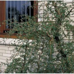 Japansk Lærk 'Diana' Larix Kaempferi 'Diana' Opstammet 90 Cm. 7,5 Liter Potte -Montoz Butik p4666 3458 larix kaempferi diana c5d2