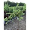 Japansk Lærk 'Diana' Larix Kaempferi 'Diana' Opstammet 90 Cm. 7,5 Liter Potte -Montoz Butik p4666 45642 larix kaempferi diana 4bf0