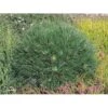 Bjergfyr 'Varella' Pinus Mugo 'Varella'(dværgform) Potte 2,0 Liter,- 25-30 Cm. -Montoz Butik p4667 3459 pinus mugo varella 5da3