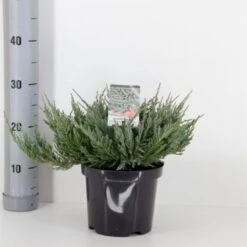 Krybende Enebær 'Blue Chip' Juniperus Horizontalis 'Blue Chip' Potte 3,0 Liter,- 25-30 Cm.