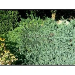 Krybende Enebær 'Blue Chip' Juniperus Horizontalis 'Blue Chip' Potte 3,0 Liter,- 25-30 Cm. -Montoz Butik p4688 3476 juniperus horizontalis blue chip ab80