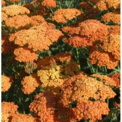 Røllike 'Terracotta' Achillea Millefolium 'Terracotta' 1 Liter Potte -Montoz Butik p4703 37861 achillea millefolium terra cotta 91c6