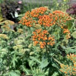 Røllike 'Terracotta' Achillea Millefolium 'Terracotta' 1 Liter Potte -Montoz Butik p4703 48909 achillea millefolium terracotta a10e