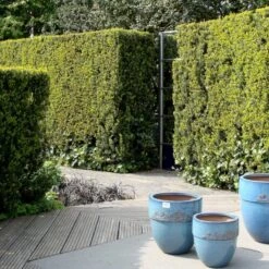 Taks 'Hillii' Taxus Media 'Hillii' Med Klump,- 100-120 Cm. -Montoz Butik p4819 30037 taxus media hillii f593