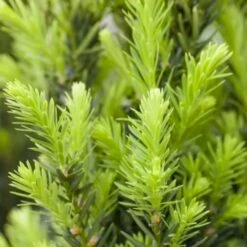 Taks 'Hillii' Taxus Media 'Hillii' Med Klump,- 100-120 Cm. -Montoz Butik p4819 52850 taxus media hillii e2ff